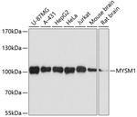 MYSM1 Antibody in Western Blot (WB)