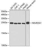 Neurogenin 1 Antibody in Western Blot (WB)