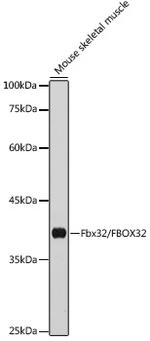 FBXO32 Antibody in Western Blot (WB)