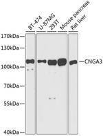 CNGA3 Antibody in Western Blot (WB)