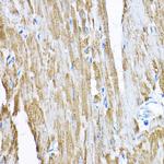 SAMM50 Antibody in Immunohistochemistry (Paraffin) (IHC (P))