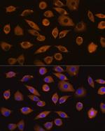 DOCK2 Antibody in Immunocytochemistry (ICC/IF)