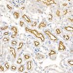 LRP2 Antibody in Immunohistochemistry (Paraffin) (IHC (P))