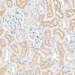 LRP2 Antibody in Immunohistochemistry (Paraffin) (IHC (P))