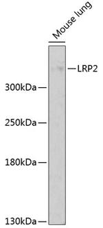 LRP2 Antibody in Western Blot (WB)