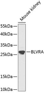 Biliverdin Reductase Antibody in Western Blot (WB)