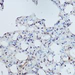 DDB1 Antibody in Immunohistochemistry (Paraffin) (IHC (P))