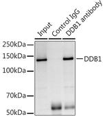 DDB1 Antibody in Immunoprecipitation (IP)