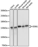 DDB1 Antibody in Western Blot (WB)