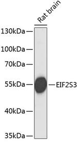 eIF2 gamma Antibody in Western Blot (WB)