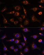 Nucleobindin 1 Antibody in Immunocytochemistry (ICC/IF)