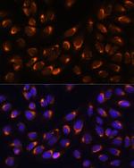 Nucleobindin 1 Antibody in Immunocytochemistry (ICC/IF)