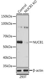 Nucleobindin 1 Antibody in Western Blot (WB)