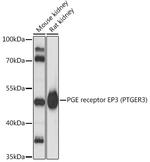 PTGER3 Antibody in Western Blot (WB)