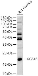 RGS16 Antibody in Western Blot (WB)