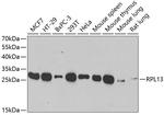 RPL13 Antibody in Western Blot (WB)