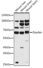 Staufen Antibody in Western Blot (WB)