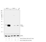 IFITM1 Antibody in Western Blot (WB)