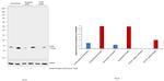 IFITM1 Antibody in Western Blot (WB)