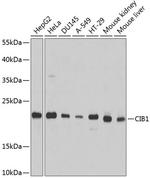 Calmyrin Antibody in Western Blot (WB)