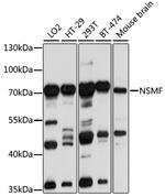 NELF Antibody in Western Blot (WB)