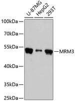 RNMTL1 Antibody in Western Blot (WB)