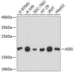 ADI1 Antibody in Western Blot (WB)