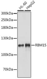 RBM15 Antibody in Western Blot (WB)