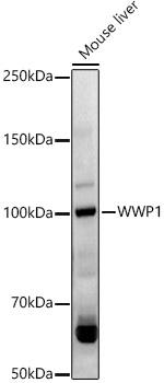 WWP1 Antibody in Western Blot (WB)