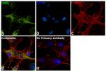 CD63 Antibody in Immunocytochemistry (ICC/IF)