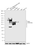 CD63 Antibody in Western Blot (WB)