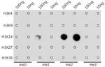 H3K14me2 Antibody in Dot Blot (DB)