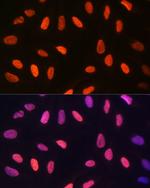 H3K14me2 Antibody in Immunocytochemistry (ICC/IF)