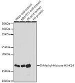 H3K14me2 Antibody in Western Blot (WB)