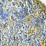 GLRX Antibody in Immunohistochemistry (Paraffin) (IHC (P))