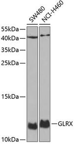 GLRX Antibody in Western Blot (WB)