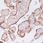 Plasma Kallikrein Antibody in Immunohistochemistry (Paraffin) (IHC (P))