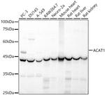 ACAT1 Antibody in Western Blot (WB)