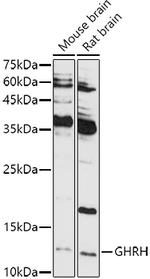 GHRH Antibody in Western Blot (WB)