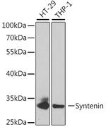 Syntenin 1 Antibody in Western Blot (WB)