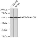 BAF57 Antibody in Western Blot (WB)