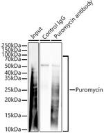 DBI Antibody in Immunoprecipitation (IP)