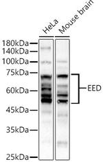 EED Antibody in Western Blot (WB)