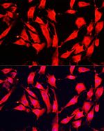 KAO Antibody in Immunocytochemistry (ICC/IF)