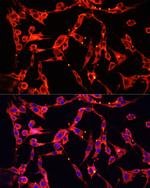 KAO Antibody in Immunocytochemistry (ICC/IF)