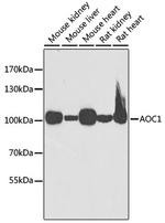 KAO Antibody in Western Blot (WB)