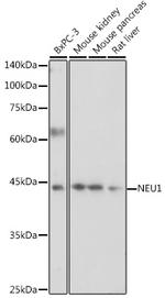 NEU1 Antibody in Western Blot (WB)