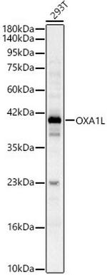 OXA1L Antibody in Western Blot (WB)