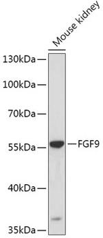 FGF9 Antibody in Western Blot (WB)