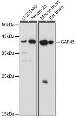 GAP43 Antibody in Western Blot (WB)